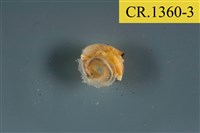 藏品(綠色細螯寄居蟹)的圖片